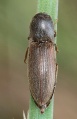 Agriotes sputator.2012-04-29.jpg