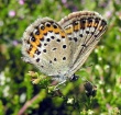 Akiuotasis melsvys (Plebeius argus)