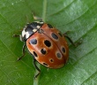 Akiuotoji boružė (Anatis ocellata)