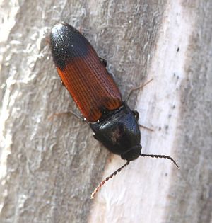 Ampedus (Ampedus) balteatus.Rimvydo. 100516-66.jpg