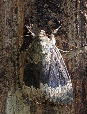 Amphipyra perflua.RimvydoKindurio. 100725-07-copy.jpg