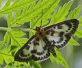 Anania hortulata.R.Kindurio.150619-35.jpg