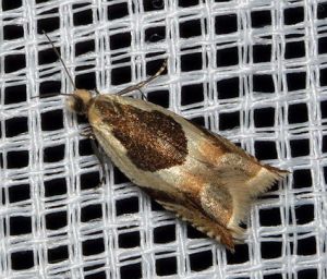 Ancylis badiana.MKE.2011-05-21 resize.jpg