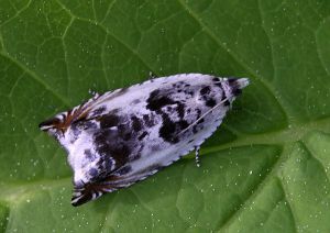 Ancylis laetana.RimvydoKindurio.100520.jpg