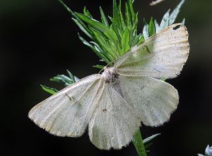 Angerona prunaria.RimvydoKindurio.120630-10-copy.jpg