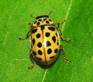 Anisostica novemdecimpunctata. MKE.JPG