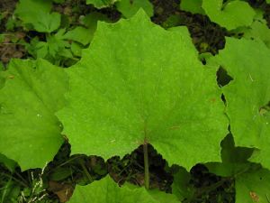Ankstyvasis salpusnis.MKE.2006-07-11.JPG