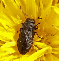 Anthaxia quadripunctata.RimvydoKindurio.110704.jpg