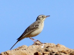 Anthus campestris.RimvydoKindurio.110605-04.jpg