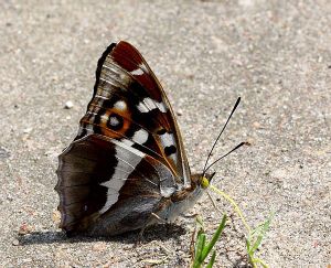 Apatura iris.RimvydoKindurio.100711.jpg