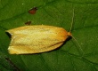Geltonoji afelija (Aphelia paleana)