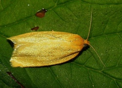 Aphelia paleana 2006-07-26.MKE.jpg