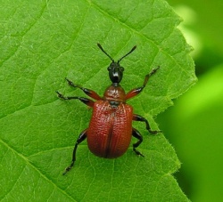 Apoderus coryli.MKE.2007-06-24.jpg