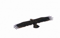 Aquila pomarina.Rimvydo.090829.jpg