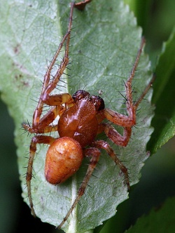 Araneus alsine.Rimvydo.100706-13.jpg