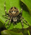 Araneus angulatus.jpg