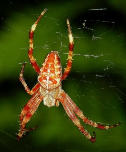 Araneus diadematus1.macro.jpg