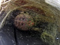 Araneus marmoreus.jpg