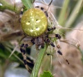 Araneus quadratusMKE.jpg