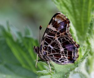 Araschnia levana.RimvydoKindurio.110514.jpg