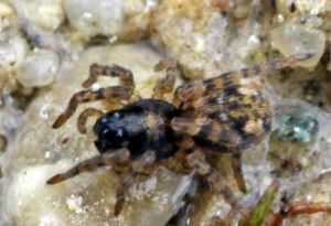 Arctosa perita.RimvydoKindurio.120512.jpg