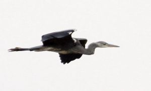 Ardea cinerea.Rimvydo.101106.jpg
