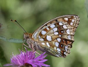 Argynnis adippe.RimvydoKindurio.110731.jpg