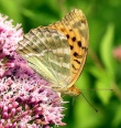 Didysis perlinukas (Argynnis paphia)
