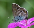 Baltajuostis melsvys (Aricia eumedon)