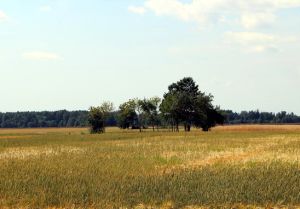 Asvenu kapinaites. MKE2015-08-02.jpg