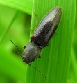 Athous haemorrhoidalis.MKE.2008-05-18.jpg