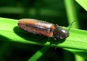 Athous vittatus.2008-06-01.jpg