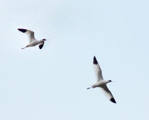 Avocete.R.Kindurio.150427-10.jpg