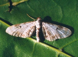 Baltasis sprindytis.Kli.jpg