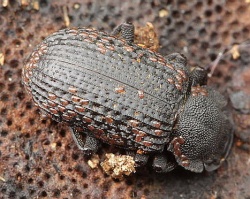 Boliphagus reticulatus.MKE.2011-05-21.jpg