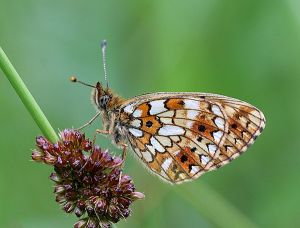 Boloria selene.RimvydoKindurio.110624.jpg