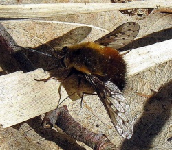 Bombylius medius.MKE.2007-04-28.jpg