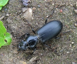 Broscus cephalotes.MKE.2010-06-14.jpg