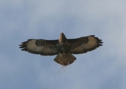 Buteo buteo.Rimvydo.090412.jpg