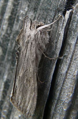 C.lucifuga.mke.jpg
