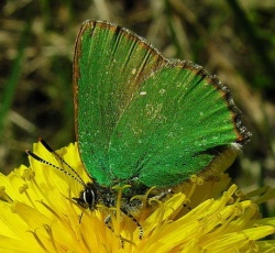Callophrys rubi.2008-05-08.MKE.jpg
