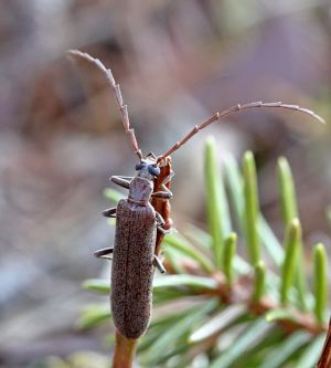 Calopus serraticornis.RimvydoKindurio.120421-10-copy.jpg