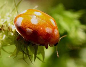 Calvia decimguttata.Rimvydo.100414-01.jpg