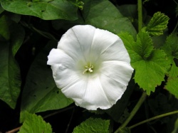 Calystegia sepium.MKE.2008-06-27.jpg