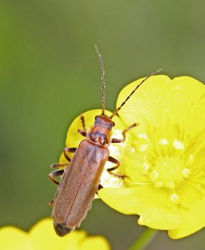 Cantharis figurata.RimvydoKindurio.120610-22-copy.jpg