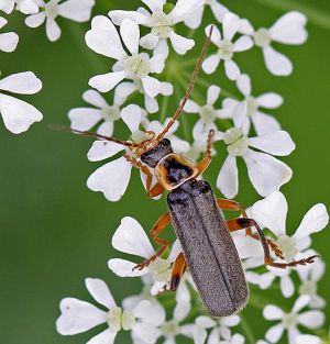 Cantharis nigricans.RimvydoKindurio.110618.jpg