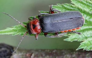 Cantharis rustica.MKE.2011-05-21.jpg