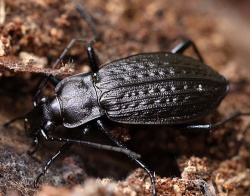 Carabus granulatus.Rimvydo.100424-02.jpg