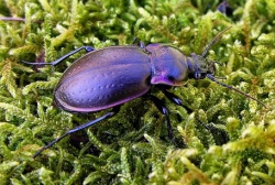 Carabus nemoralis1.MKE.2008-04-26.jpg