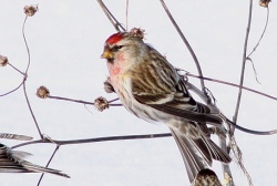 Carduelis flammea.100314.jpg